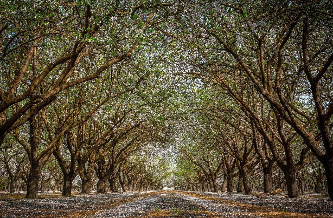 trees-7437631_1280.jpg